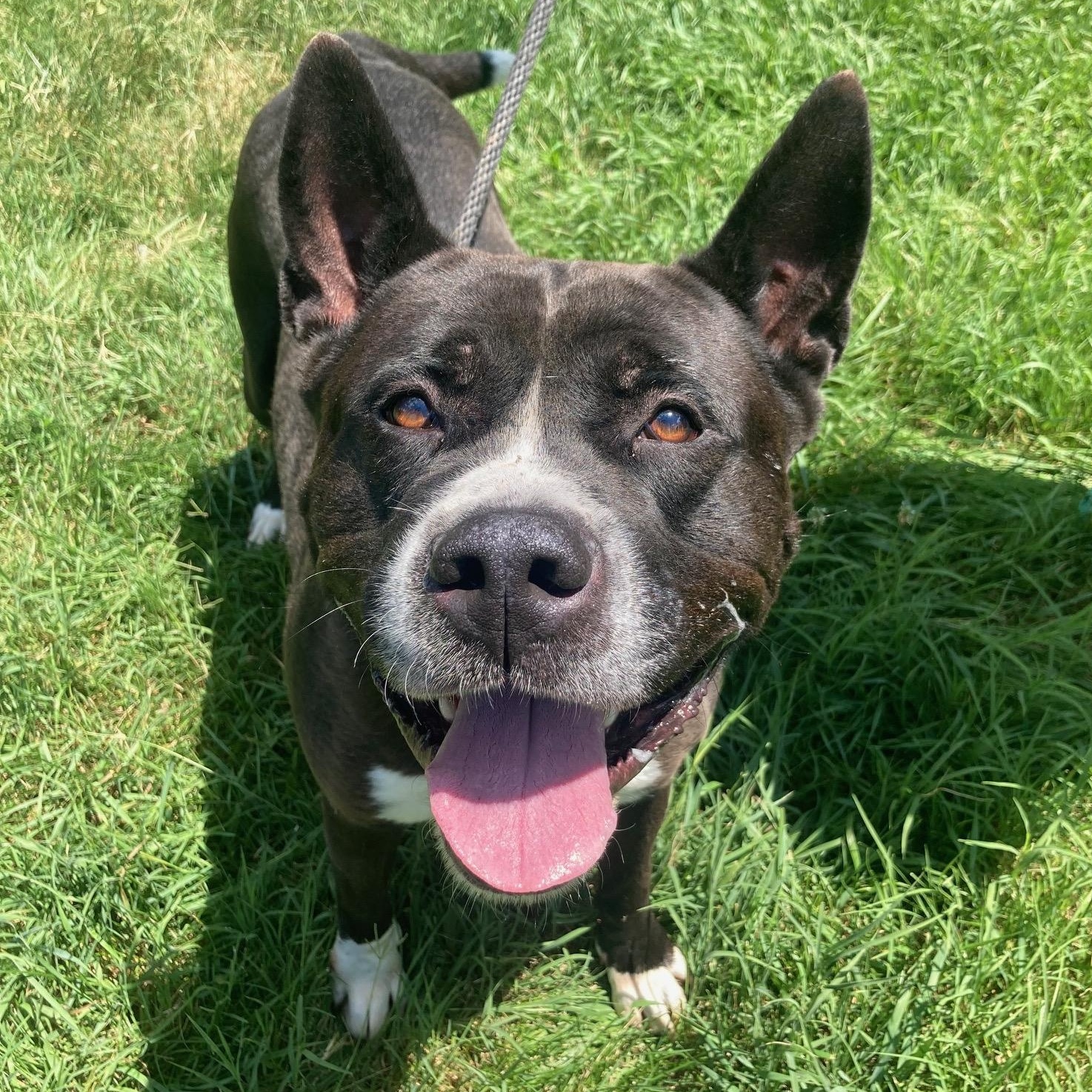 Samson, Adoptable, Adult Male Akita.