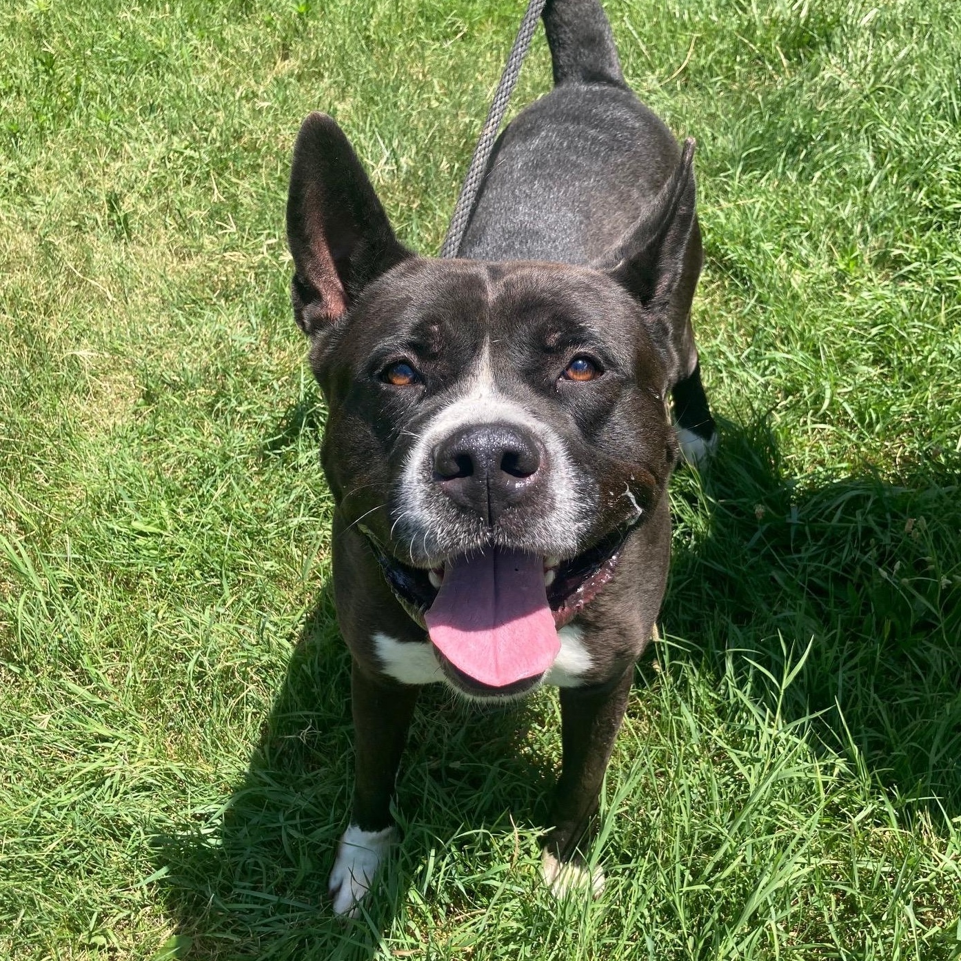 Samson, a Adoptable mixed breed in Mishawaka, IN image 2/4