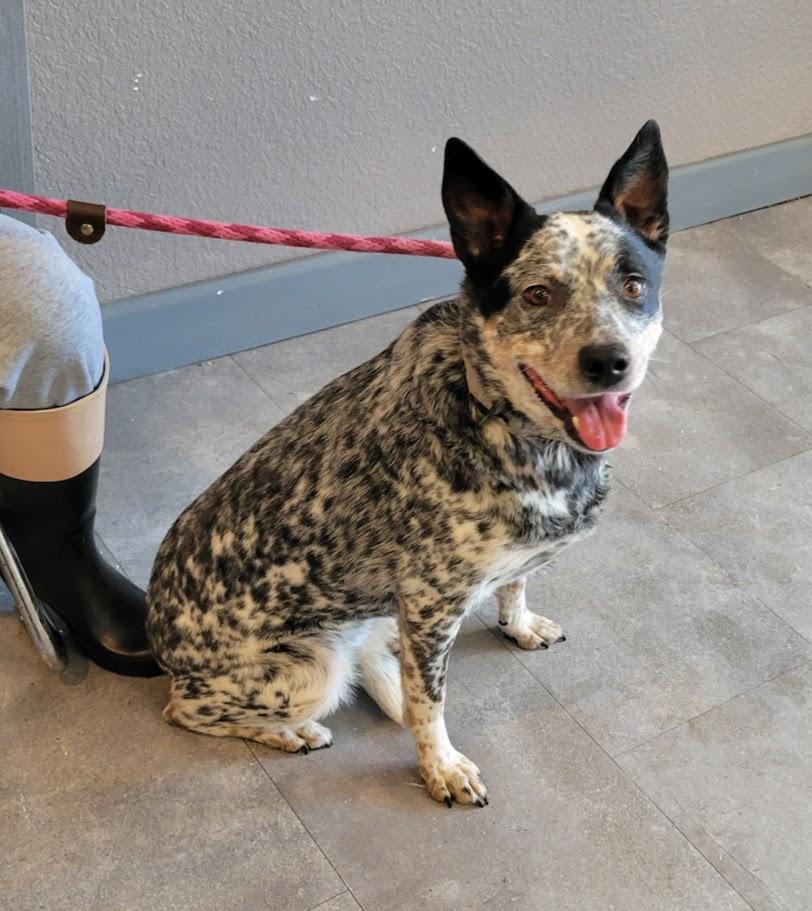 Buttons, a ADOPTABLE mixed breed in Lisbon, OH image 2/2