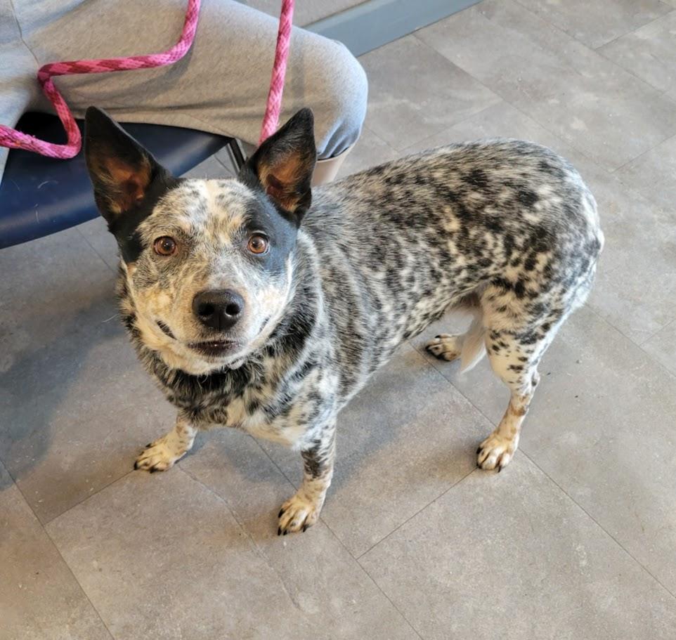 Buttons, a ADOPTABLE mixed breed in Lisbon, OH image 1/2