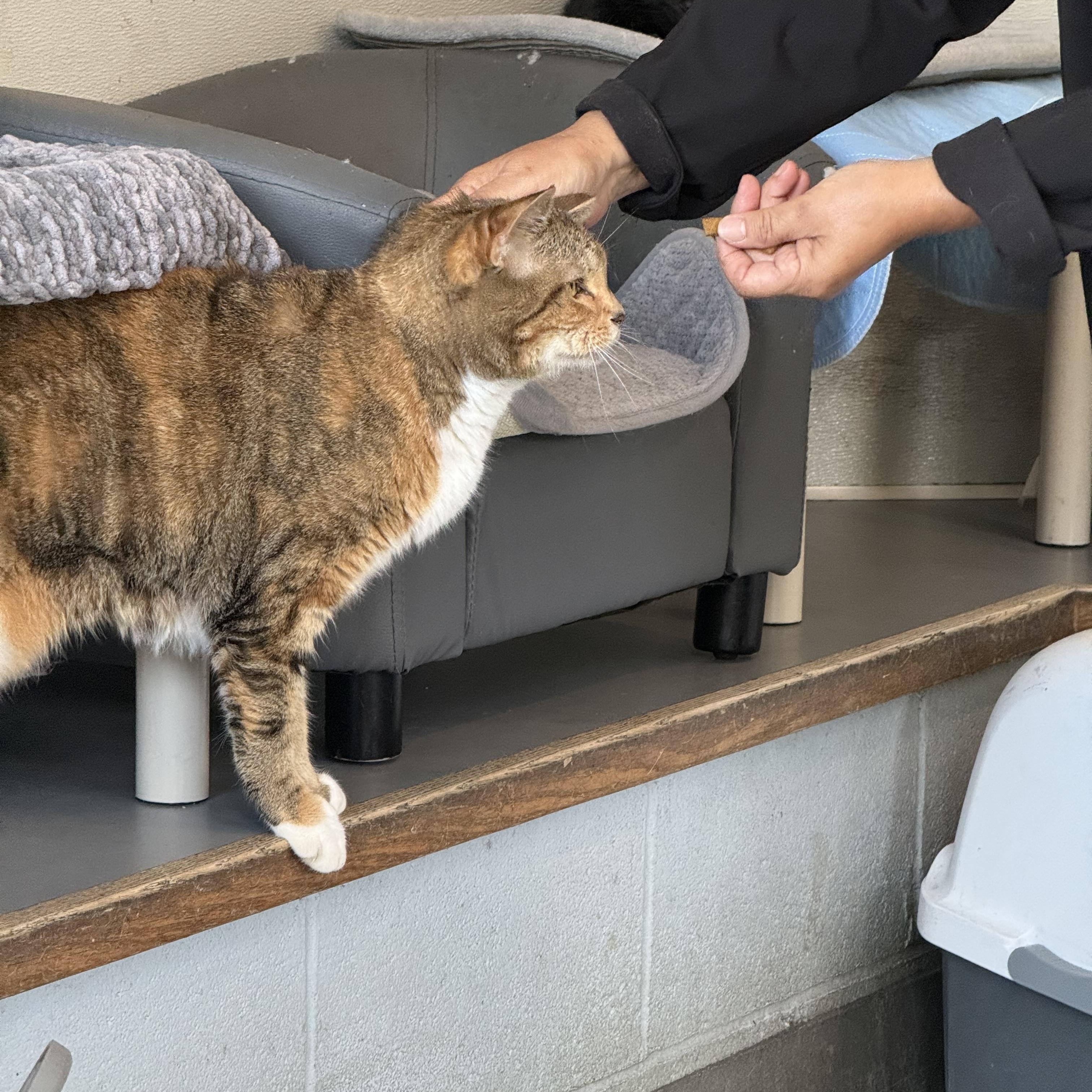 Enlarge Tippy, a Adoptable American Shorthair in Yonkers, NY image 5/6