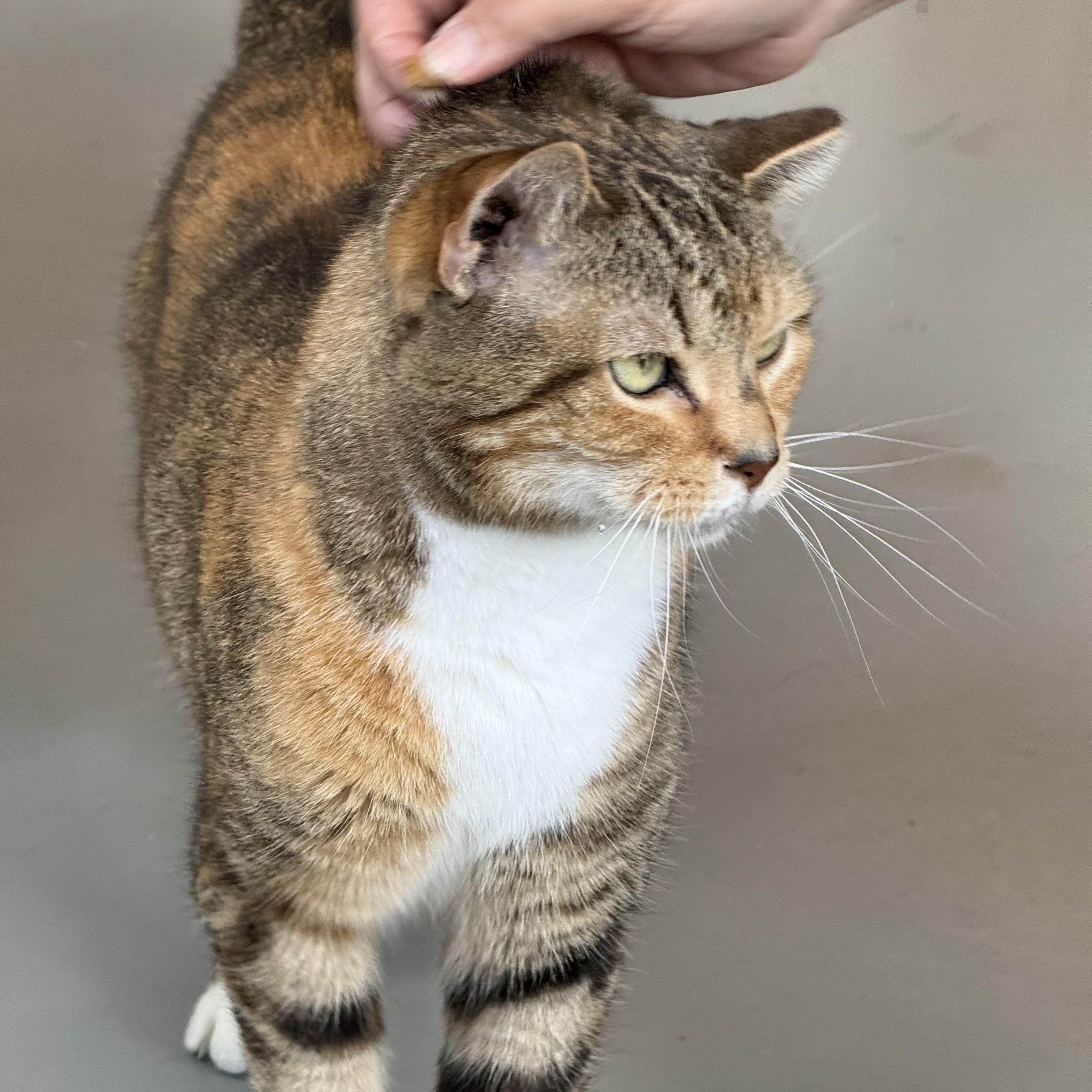 Enlarge Tippy, a Adoptable American Shorthair in Yonkers, NY image 2/6