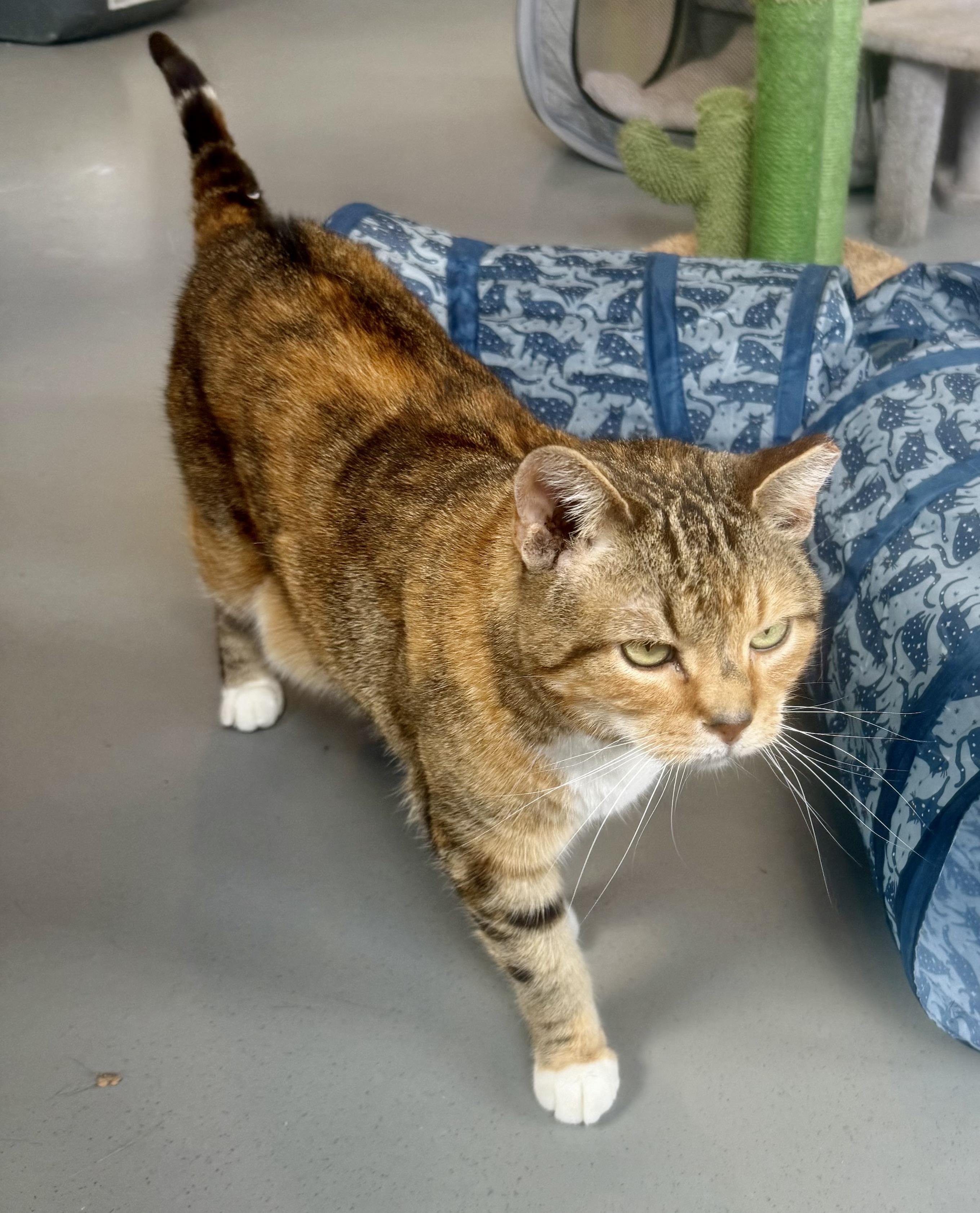 Enlarge Tippy, a Adoptable American Shorthair in Yonkers, NY image 4/6
