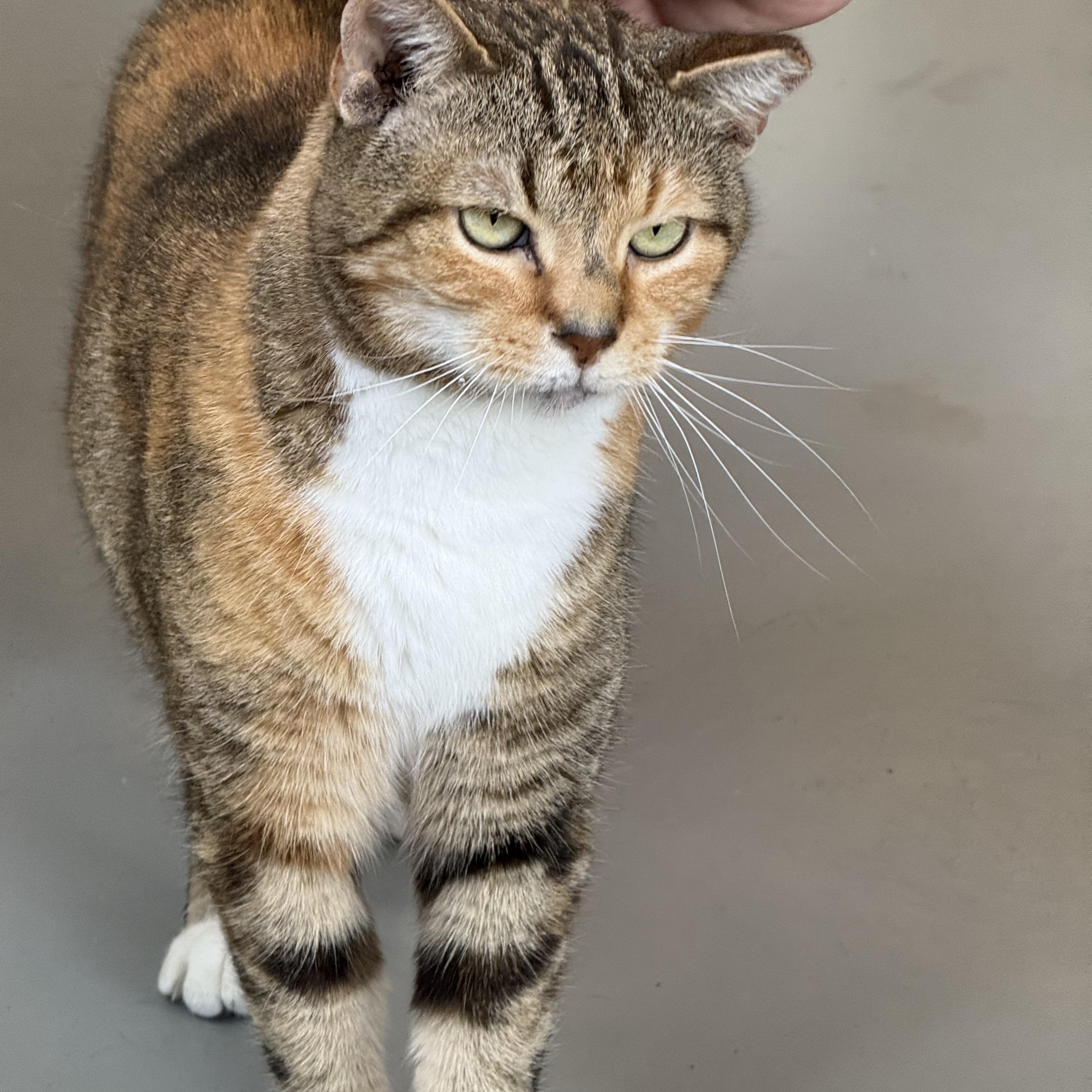 Tippy, Adoptable, Young Female American Shorthair.