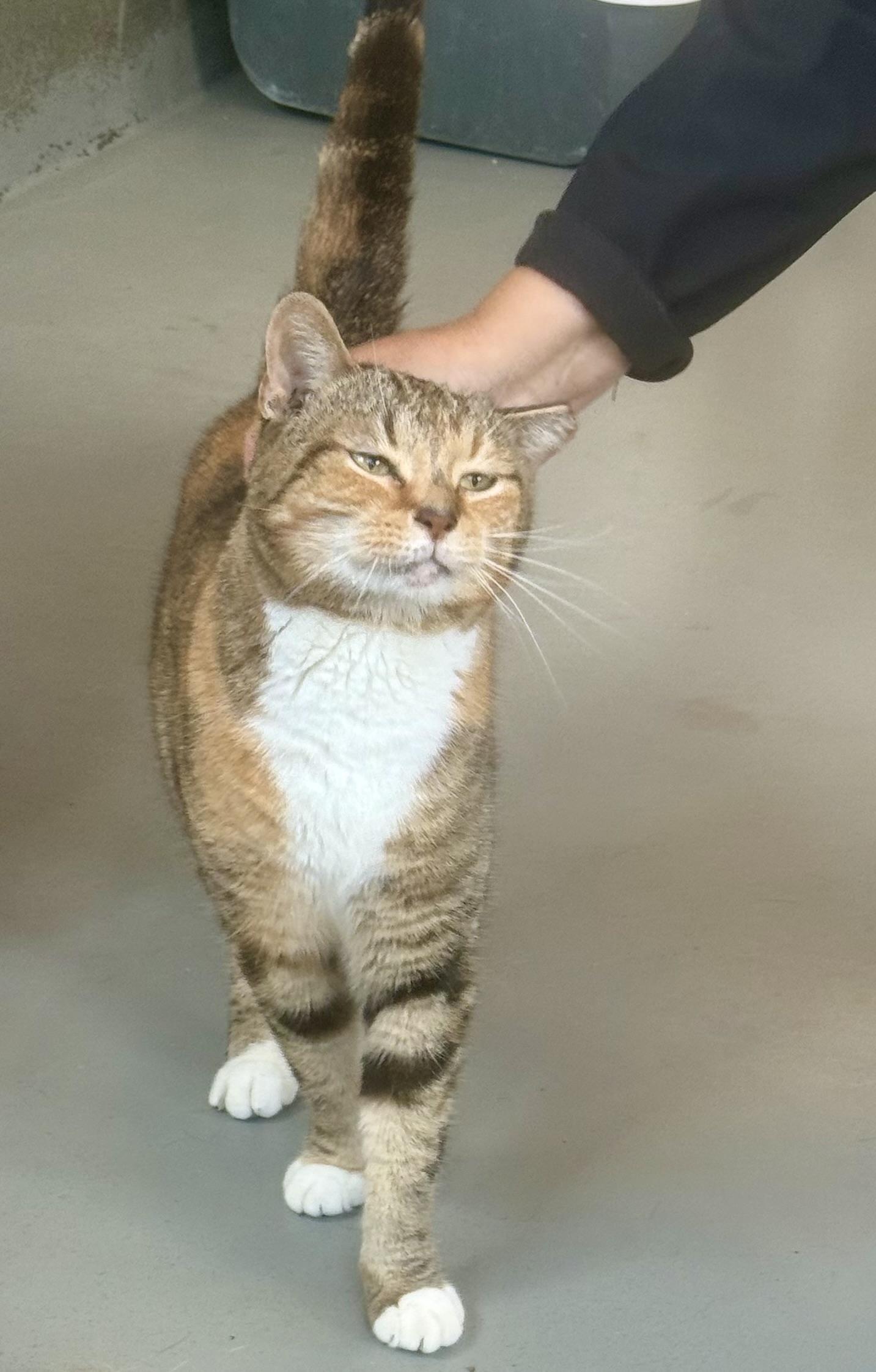 Enlarge Tippy, a Adoptable American Shorthair in Yonkers, NY image 3/6