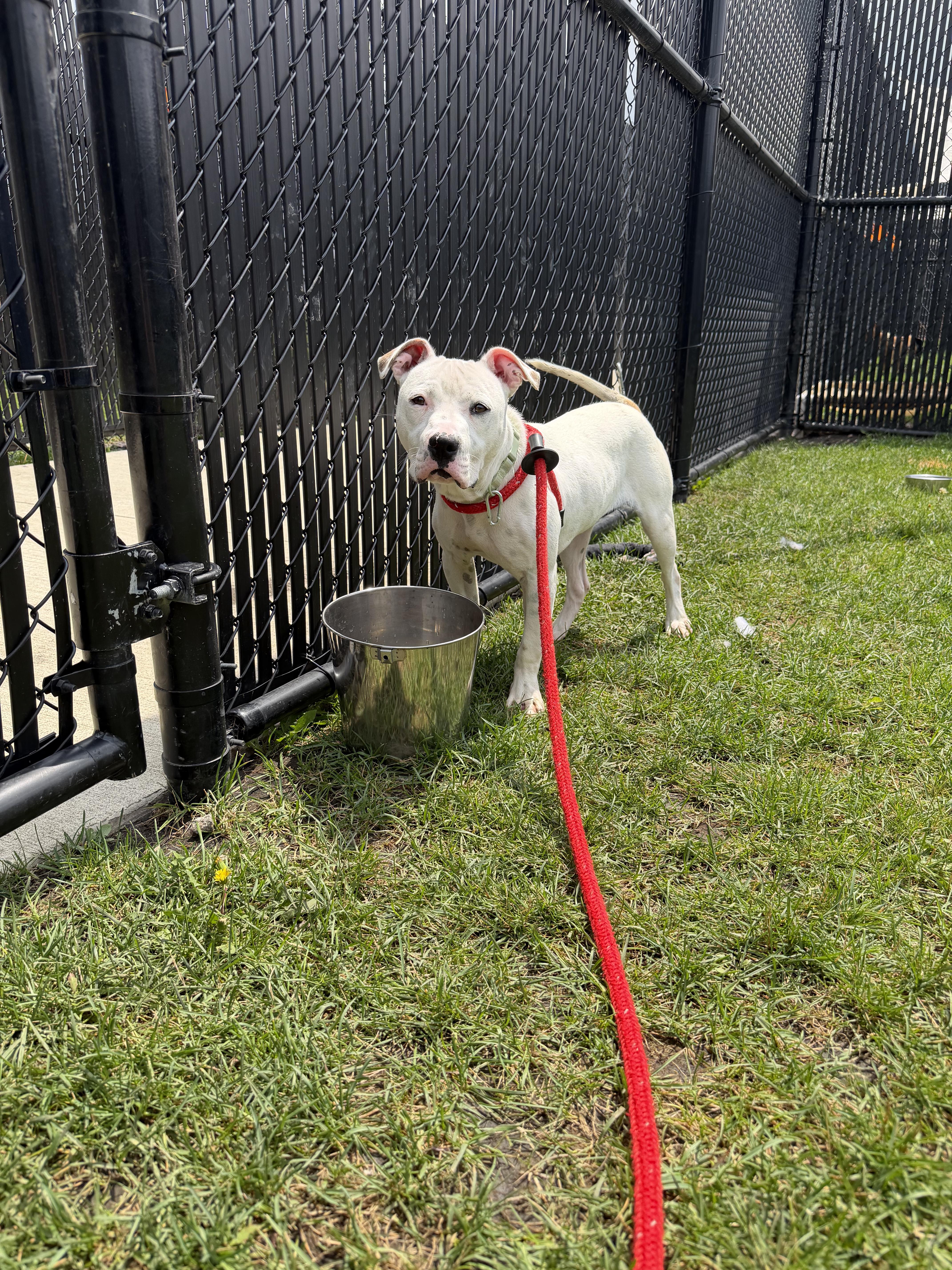 Enlarge Liza, an adopted mixed breed in Kankakee, IL image 2/2