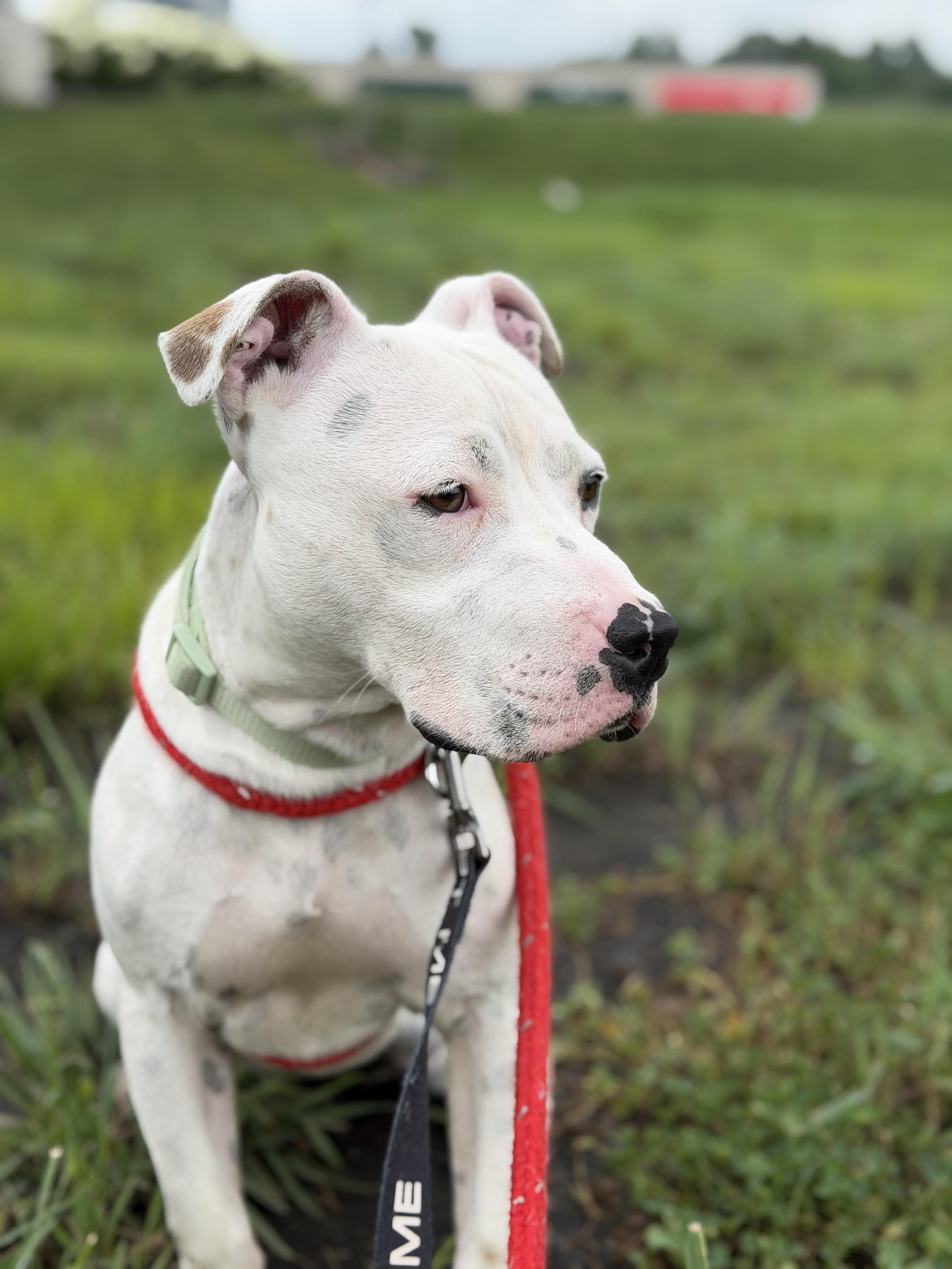 Enlarge Liza, an adopted mixed breed in Kankakee, IL image 1/2