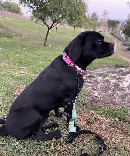 Enlarge MAGGIE 9 months 26 pounds, a Adoptable mixed breed in san diego, CA image 1/4