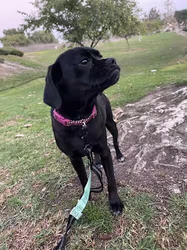 Enlarge MAGGIE 9 months 26 pounds, a Adoptable mixed breed in san diego, CA image 3/4