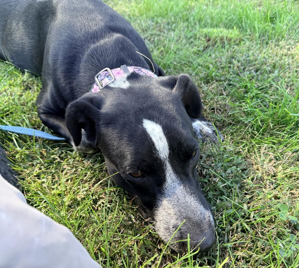 Enlarge Maya, a Adoptable mixed breed in Green Ridge, MO image 2/5