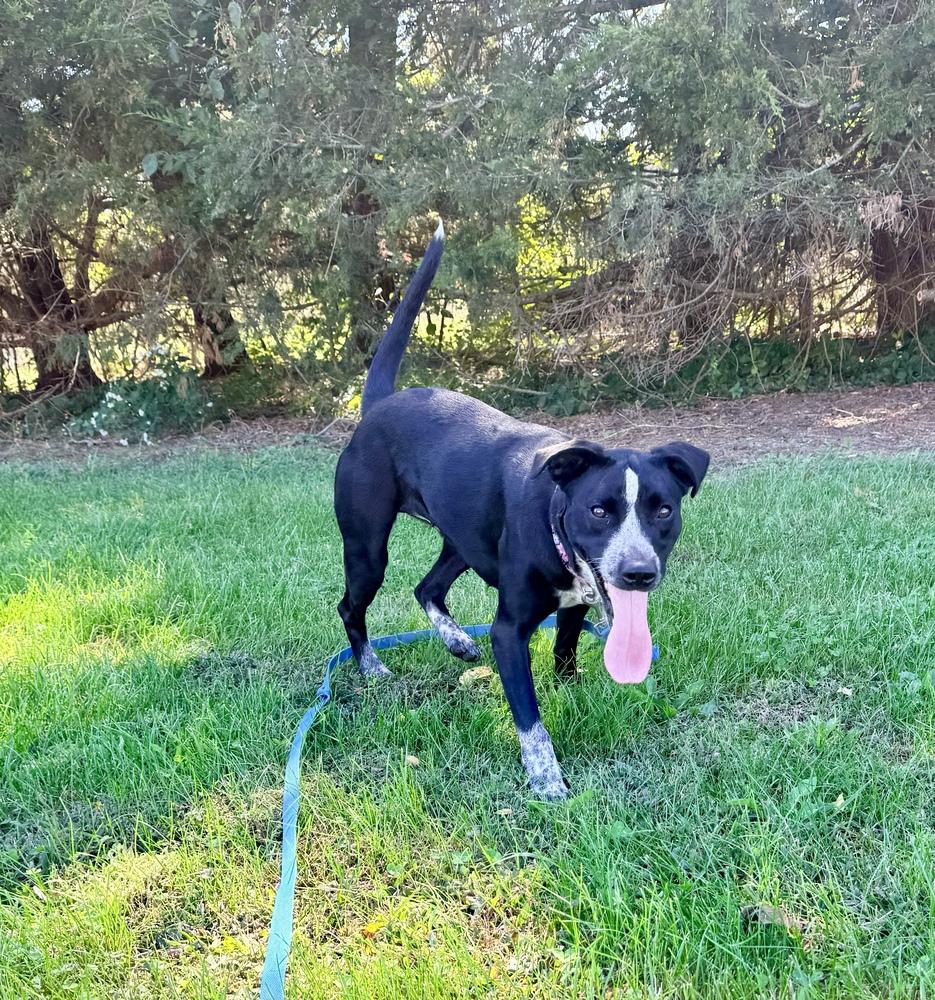 Enlarge Maya, a Adoptable mixed breed in Green Ridge, MO image 3/5