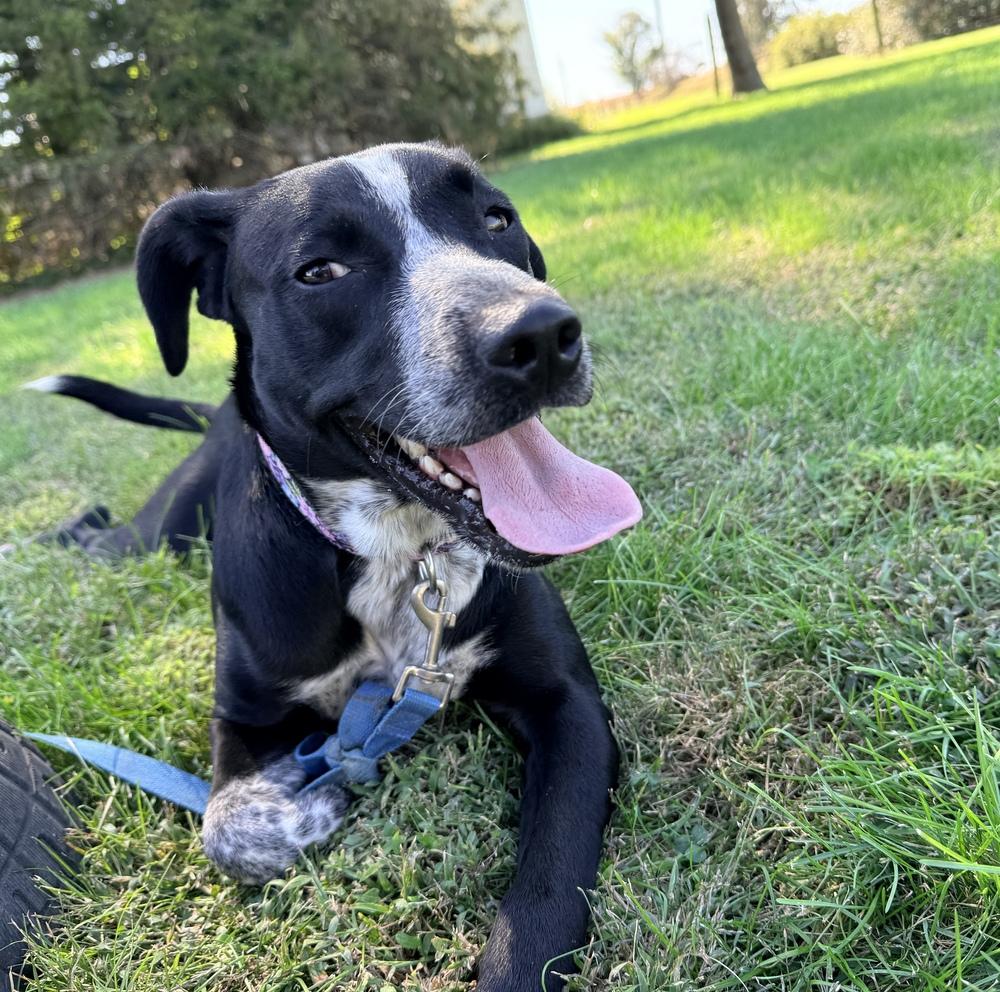 Enlarge Maya, a Adoptable mixed breed in Green Ridge, MO image 4/5