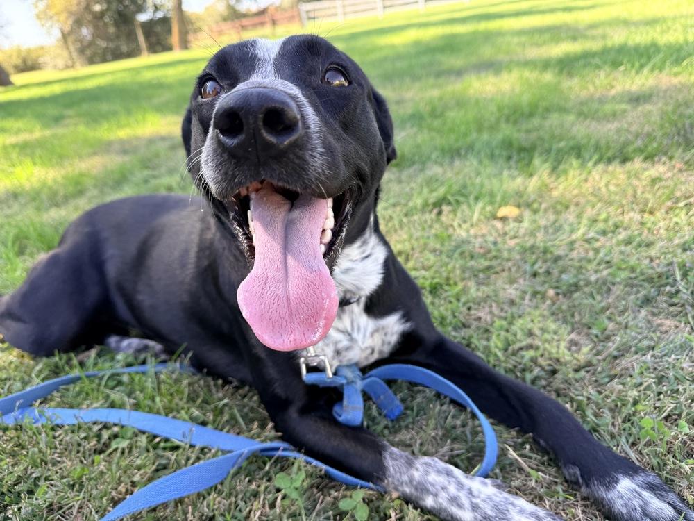 Enlarge Maya, a Adoptable mixed breed in Green Ridge, MO image 1/5