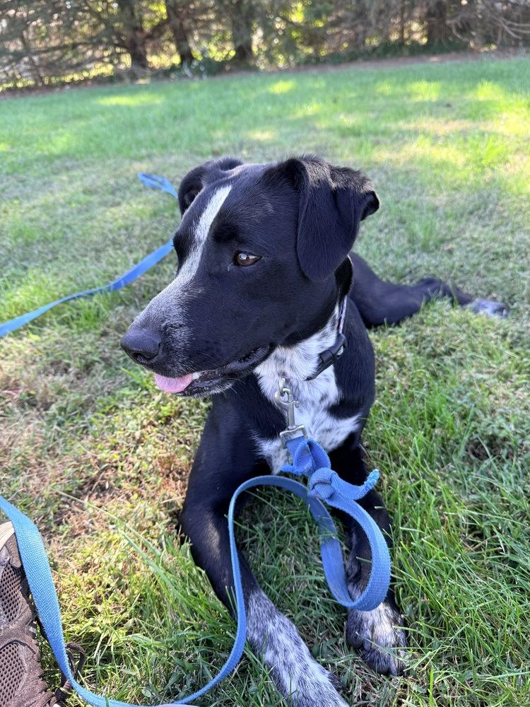 Enlarge Maya, a Adoptable mixed breed in Green Ridge, MO image 5/5