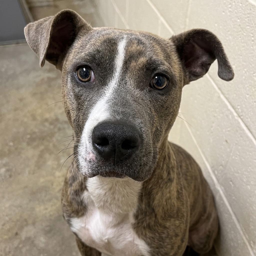 Enlarge Dallas, a Adoptable mixed breed in Palestine, TX image 1/2