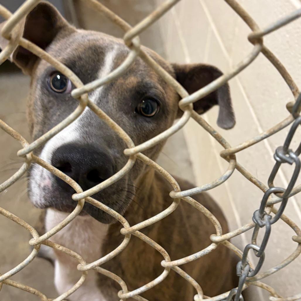 Enlarge Dallas, a Adoptable mixed breed in Palestine, TX image 2/2