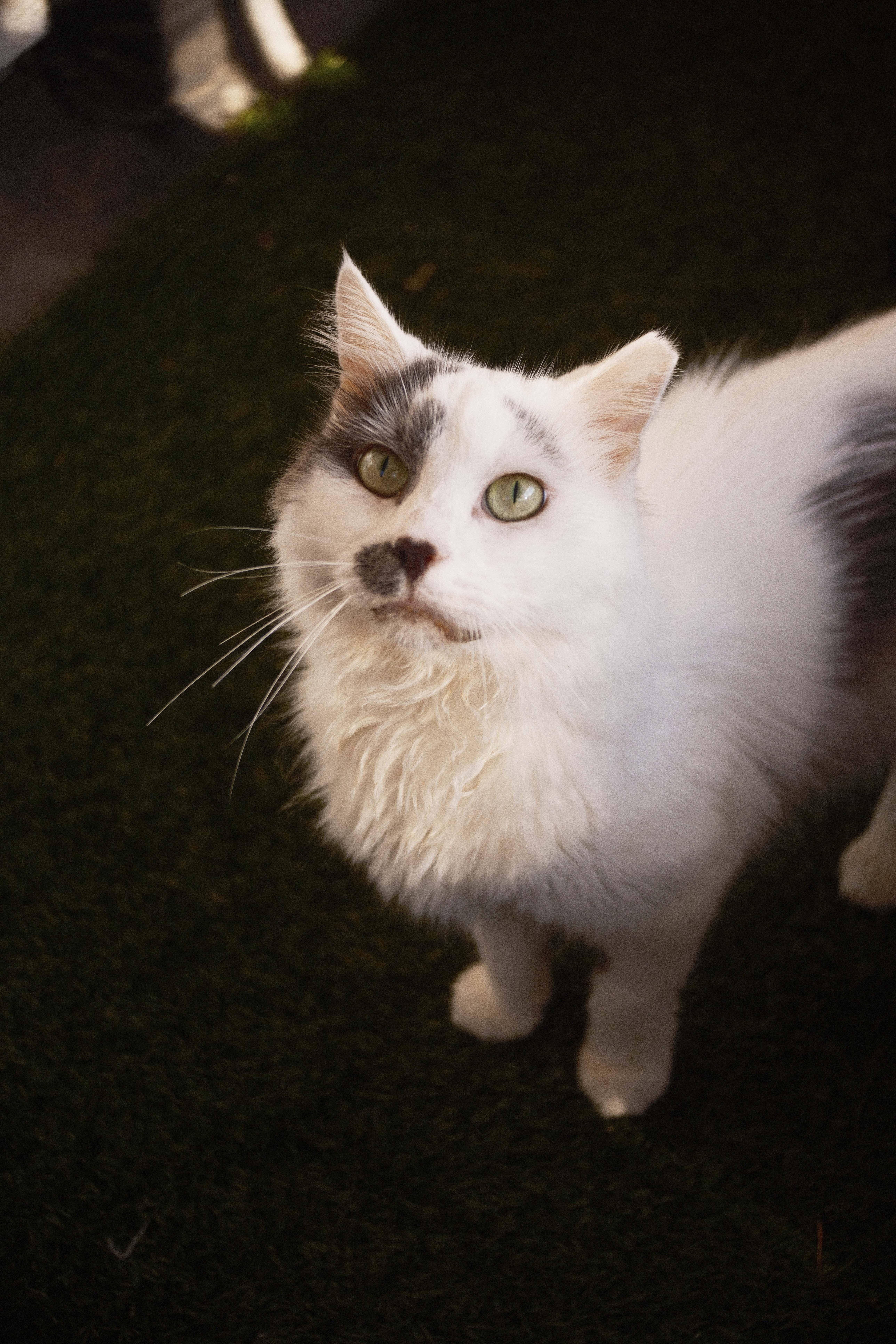 Enlarge Daphne, a Adoptable Domestic Medium Hair in Shaker Heights, OH image 1/6