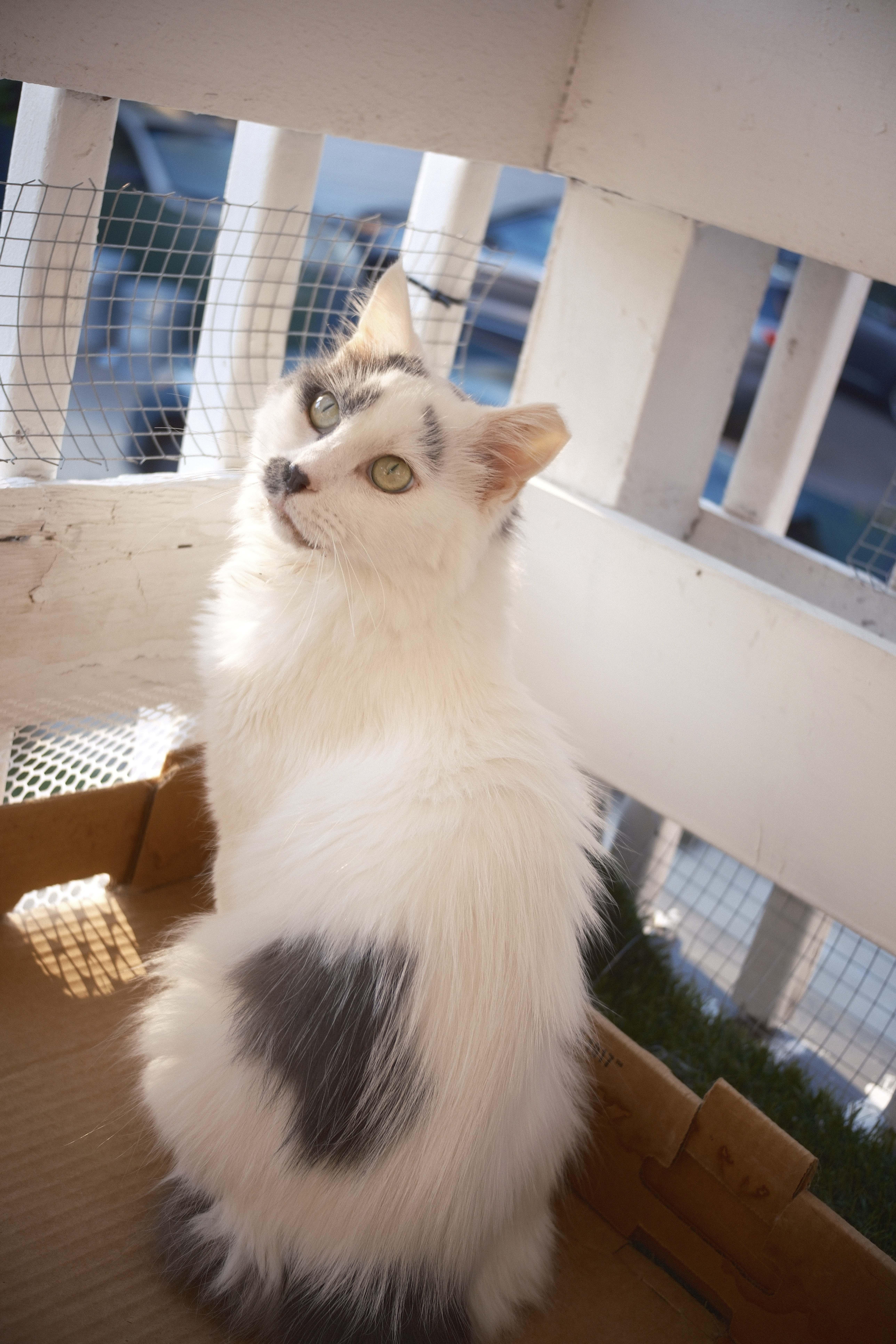 Enlarge Daphne, a Adoptable Domestic Medium Hair in Shaker Heights, OH image 5/6