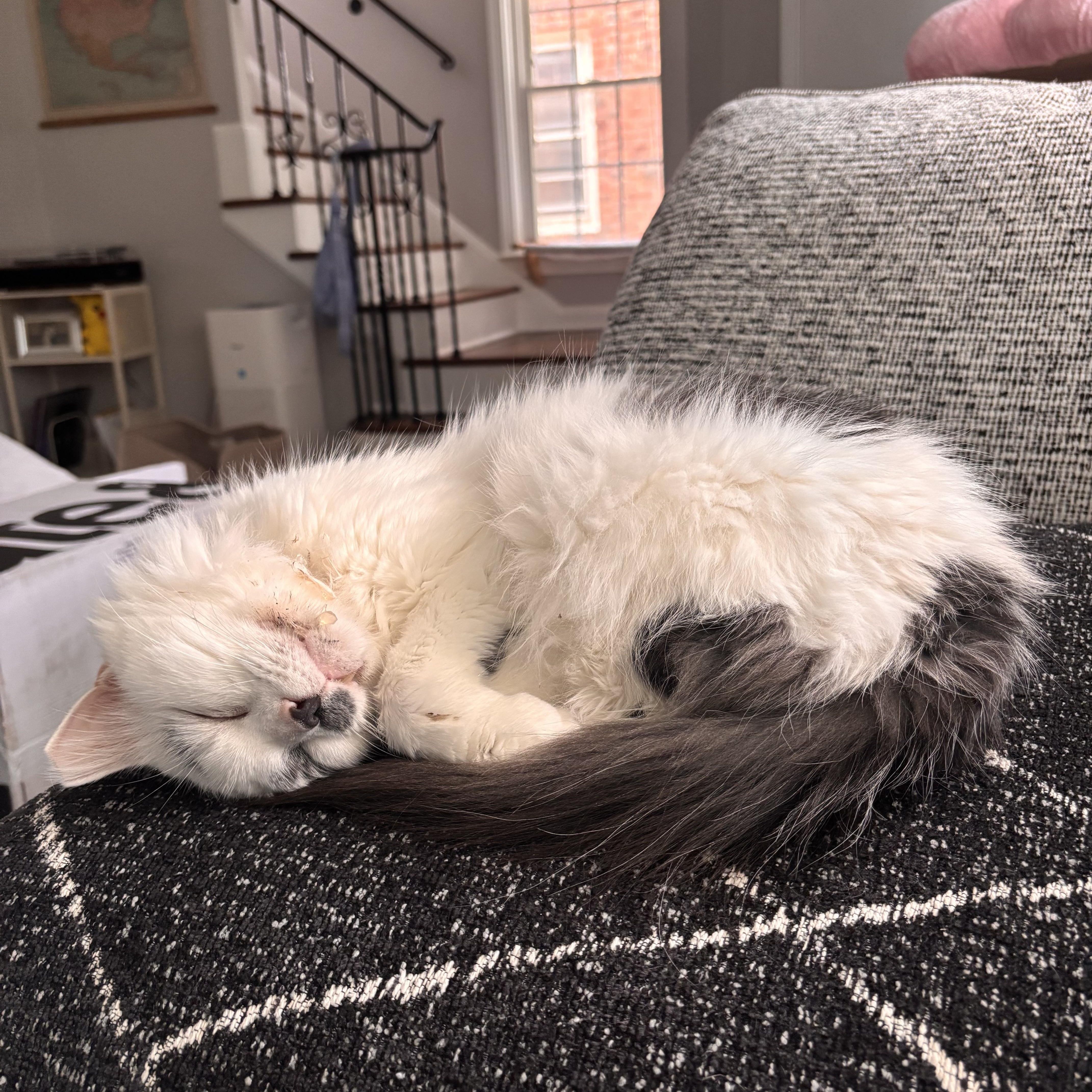 Enlarge Daphne, a Adoptable Domestic Medium Hair in Shaker Heights, OH image 6/6