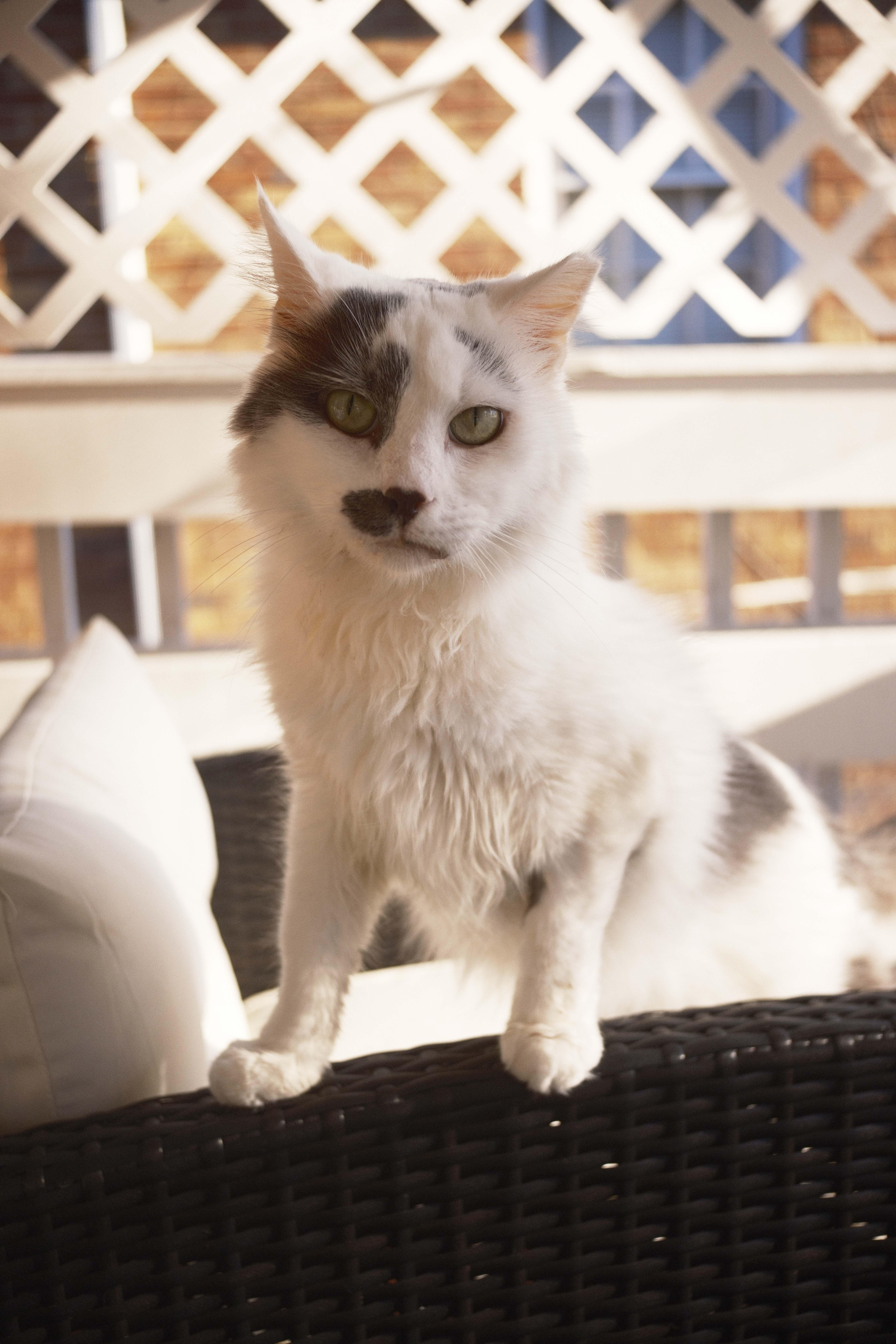 Enlarge Daphne, a Adoptable Domestic Medium Hair in Shaker Heights, OH image 2/6