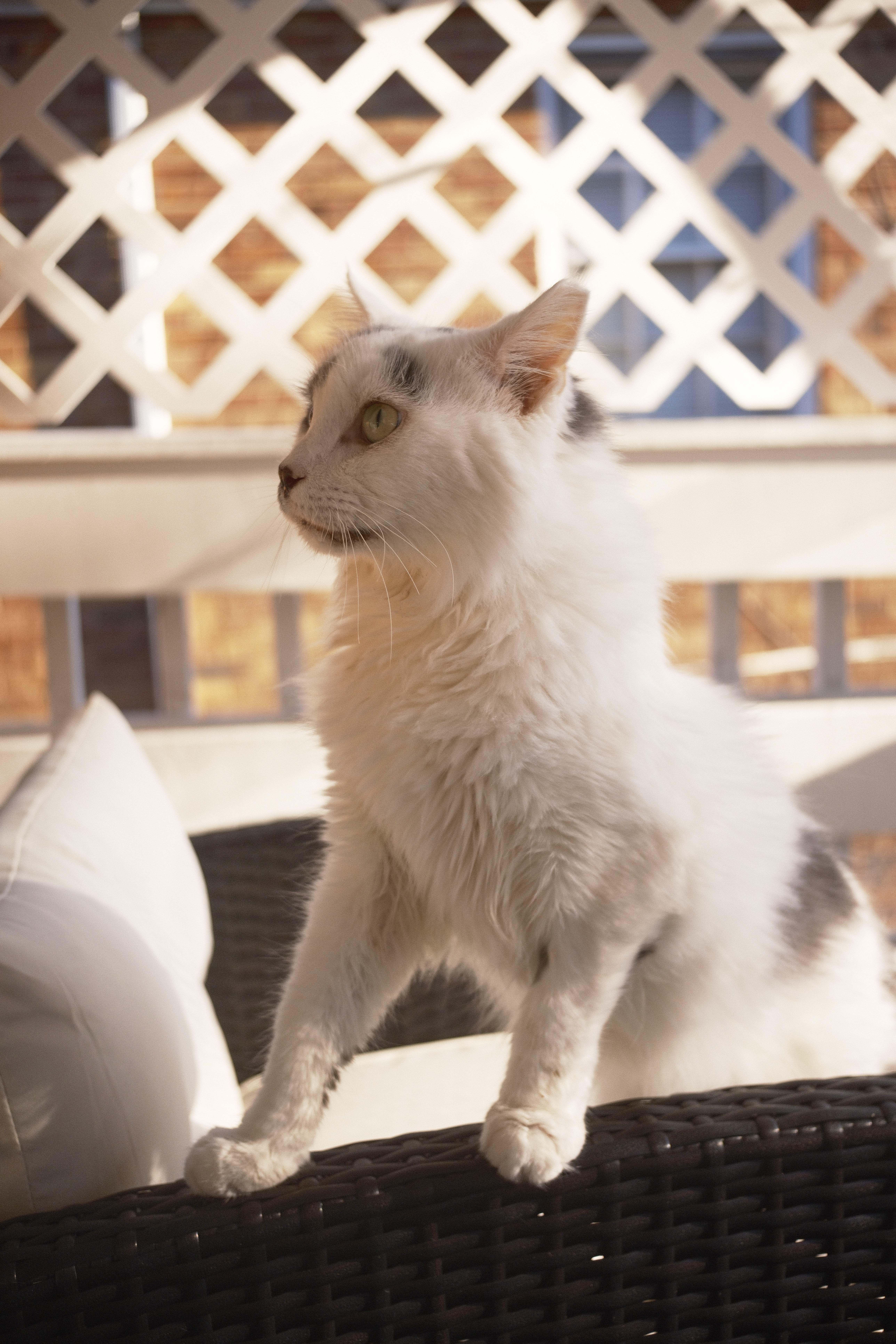 Enlarge Daphne, a Adoptable Domestic Medium Hair in Shaker Heights, OH image 3/6