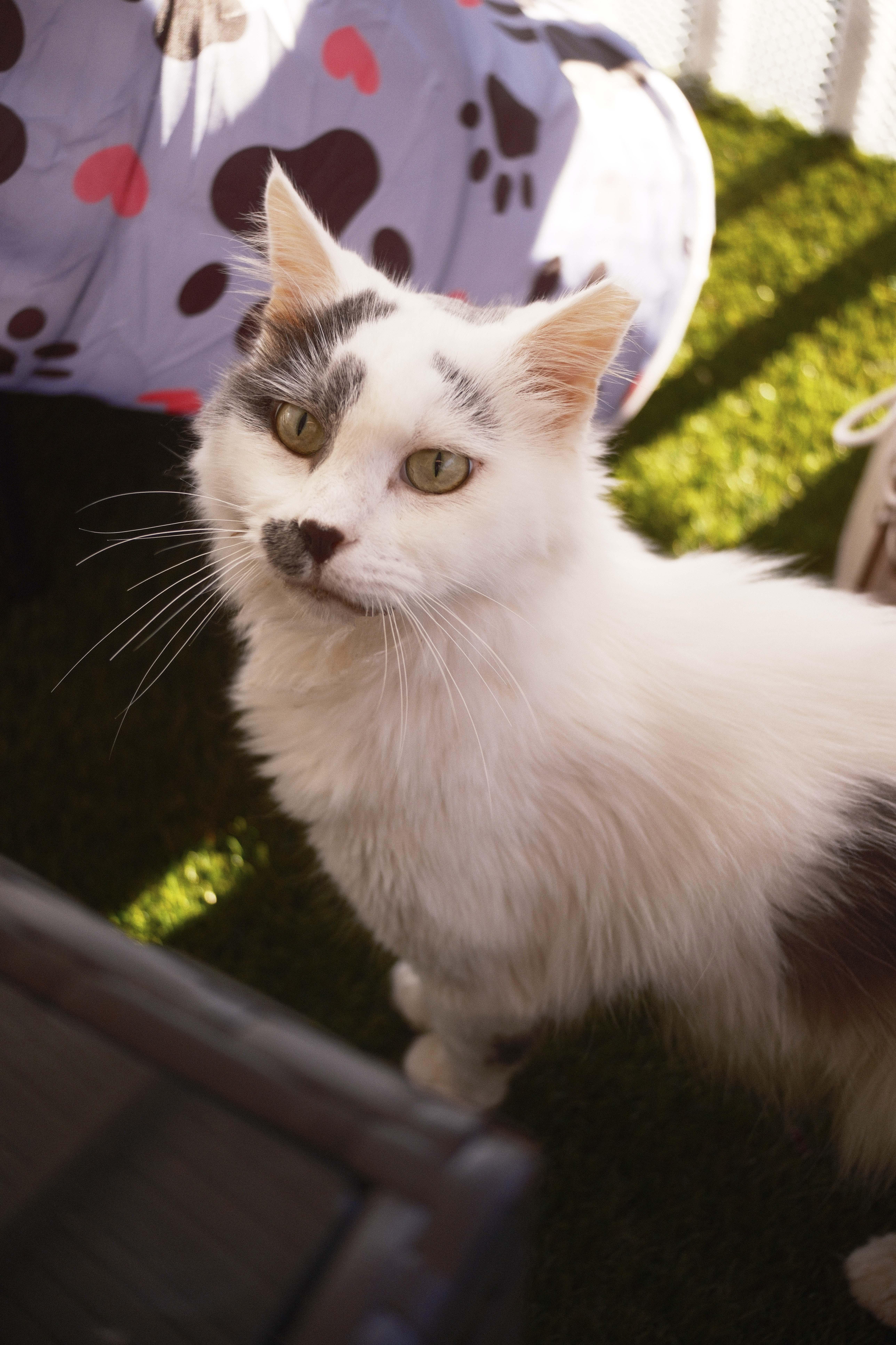 Enlarge Daphne, a Adoptable Domestic Medium Hair in Shaker Heights, OH image 4/6