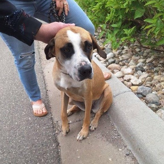 Lyra (Dolly), an adoptable Hound in Jamestown, ND, 58402 | Photo Image 4