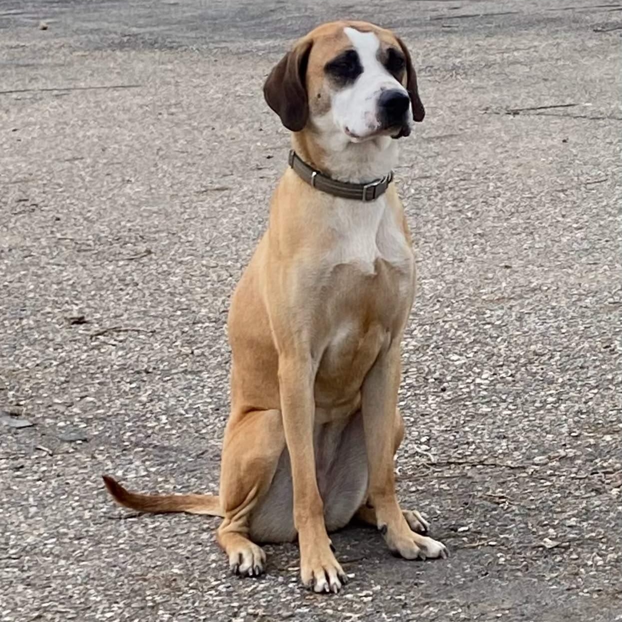 Lyra (Dolly), an adoptable Hound in Jamestown, ND, 58402 | Photo Image 5