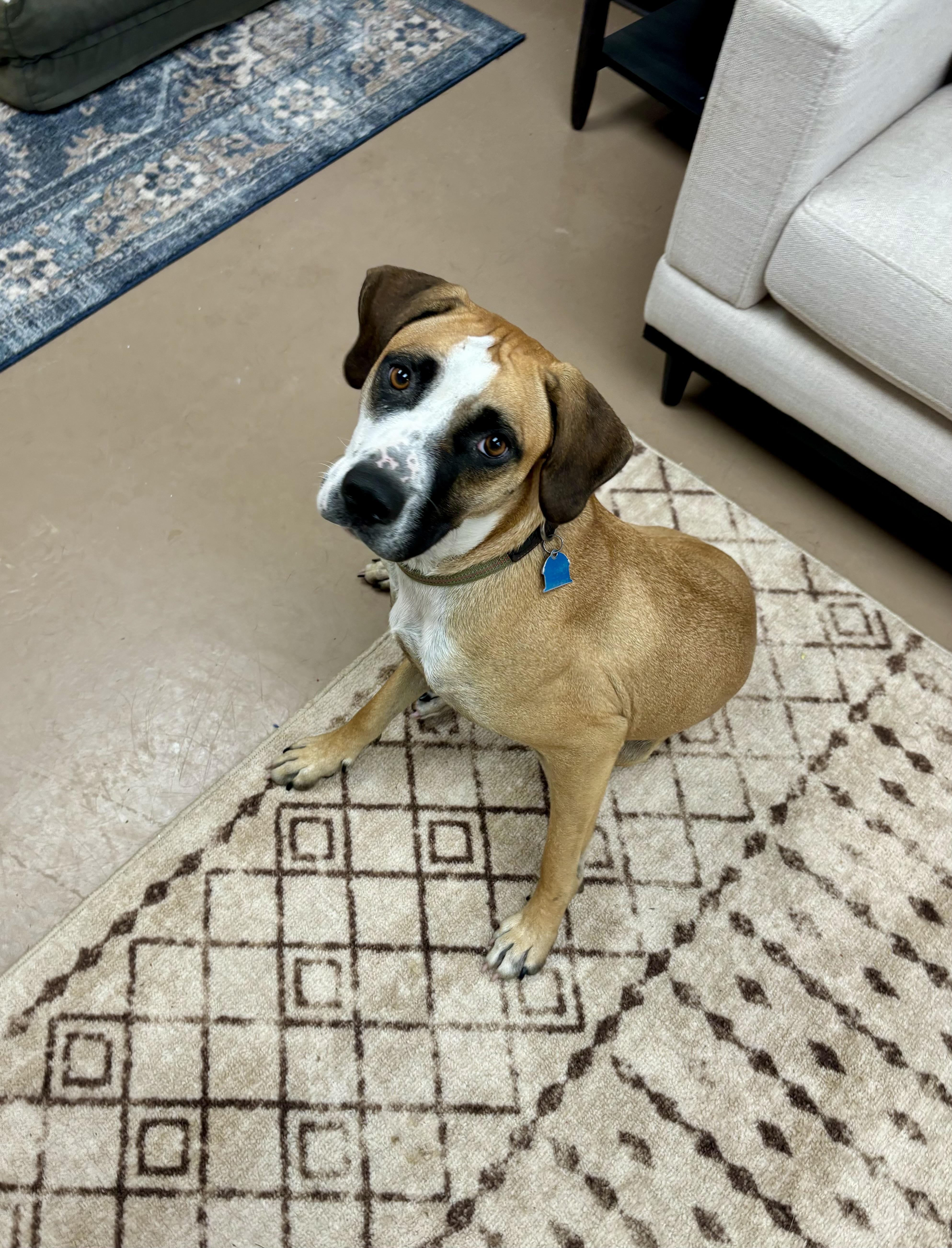 Lyra (Dolly), an adoptable Hound in Jamestown, ND, 58402 | Photo Image 3