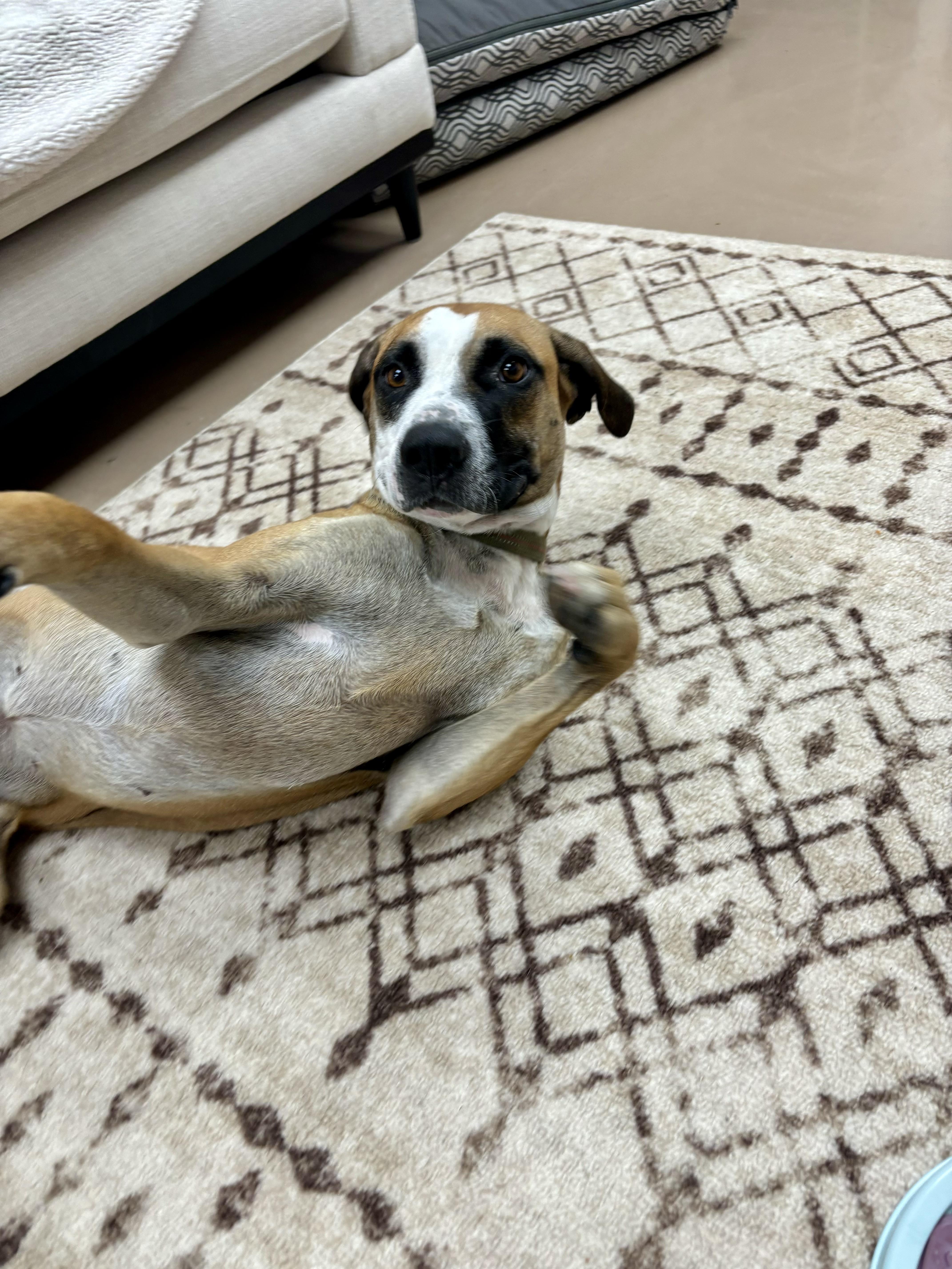 Lyra (Dolly), an adoptable Hound in Jamestown, ND, 58402 | Photo Image 4