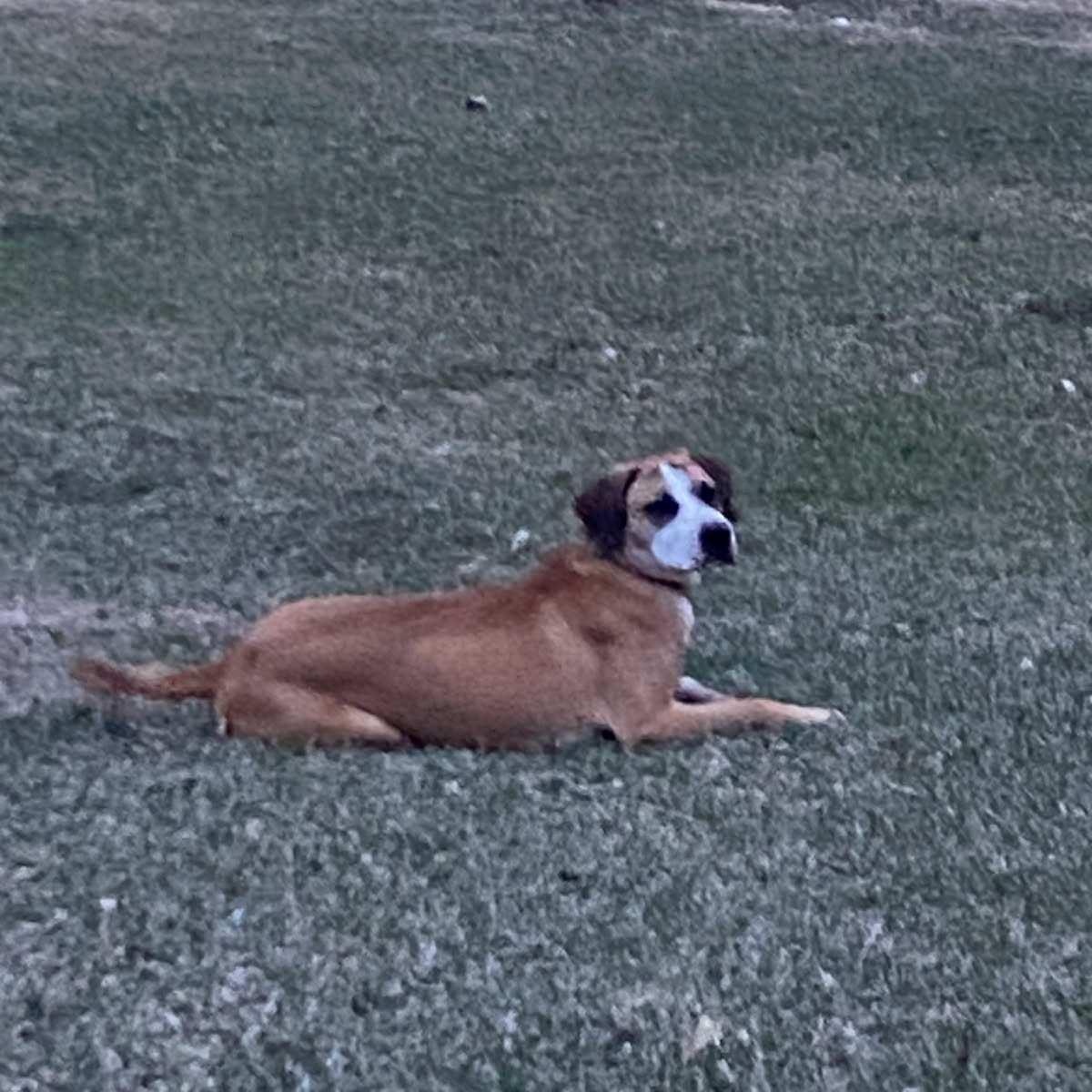 Lyra (Dolly), an adoptable Hound in Jamestown, ND, 58402 | Photo Image 6