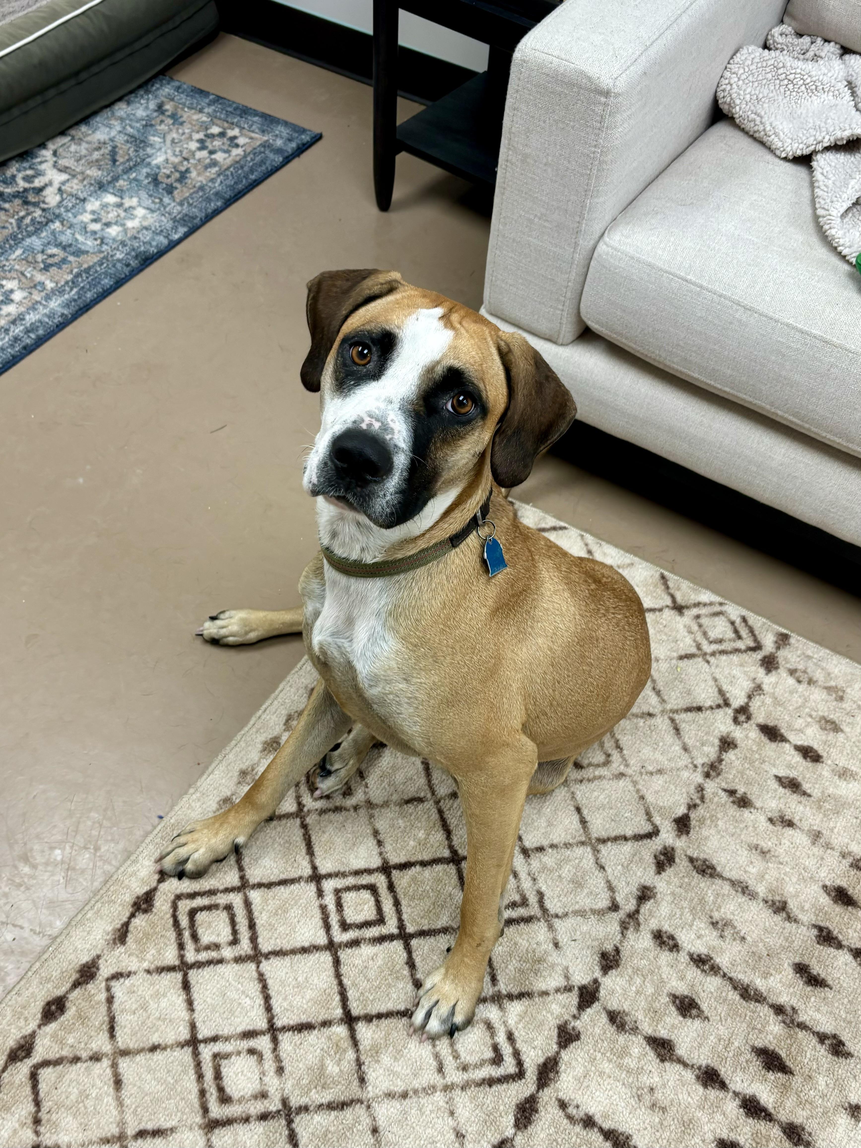 Lyra (Dolly), an adoptable Hound in Jamestown, ND, 58402 | Photo Image 1