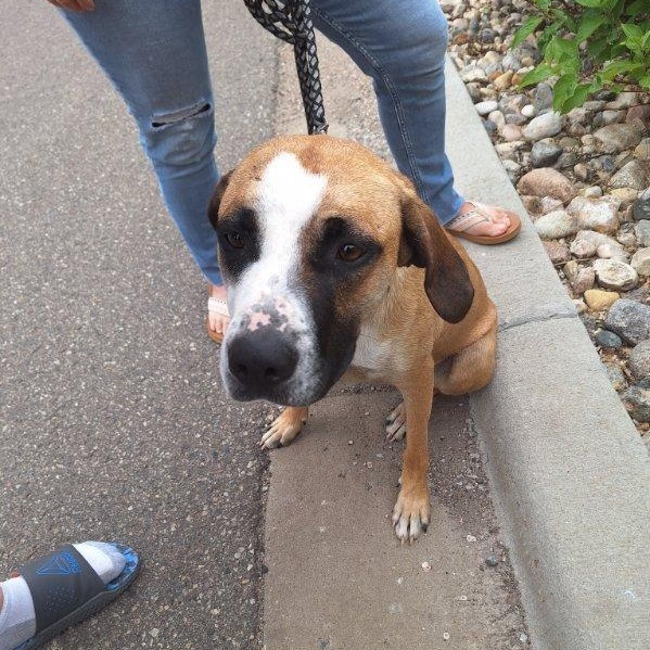 Lyra (Dolly), an adoptable Hound in Jamestown, ND, 58402 | Photo Image 3
