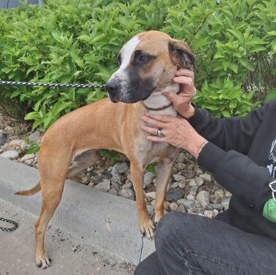 Lyra (Dolly), an adoptable Hound in Jamestown, ND, 58402 | Photo Image 2