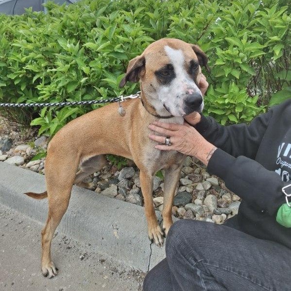 Lyra (Dolly), an adoptable Hound in Jamestown, ND, 58402 | Photo Image 1