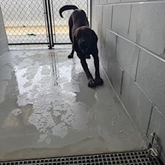 FRANKIE, Adoptable, Adult Male Labrador Retriever.