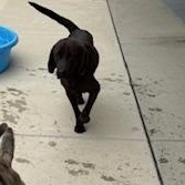 Enlarge FRANKIE, a Adoptable Labrador Retriever in Columbus, MS image 2/4