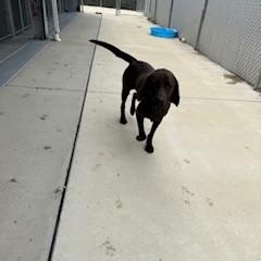 Enlarge FRANKIE, a Adoptable Labrador Retriever in Columbus, MS image 3/4