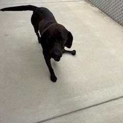 Enlarge FRANKIE, a Adoptable Labrador Retriever in Columbus, MS image 4/4