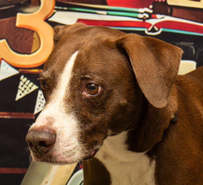 Charlie, Adoptable, Adult Male Hound.