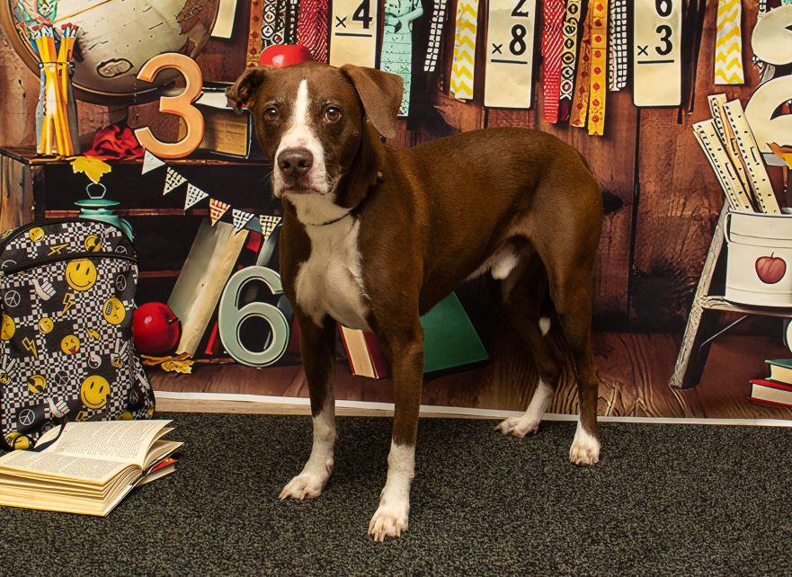 Charlie, a Adoptable mixed breed in Sanford, FL image 2/3