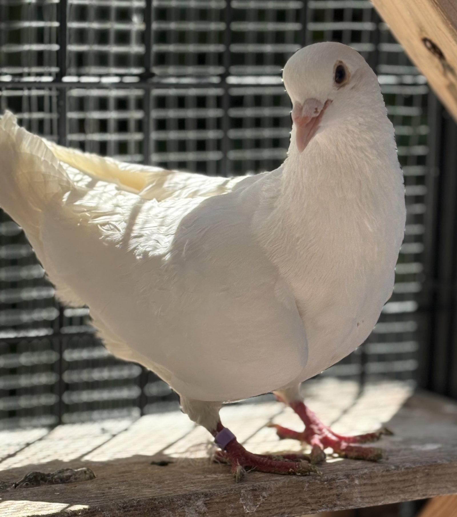 Rooibos, Adoptable, Young Male Pigeon.
