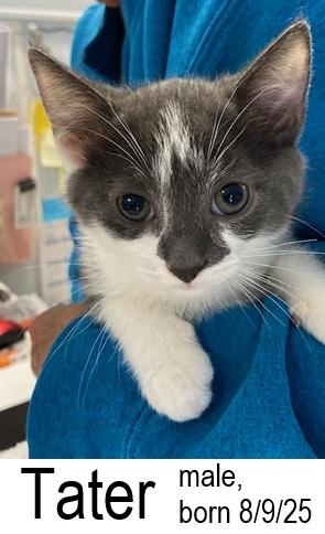 Tater, a Adoptable Domestic Short Hair in Ocean Isle Beach, NC image 2/2