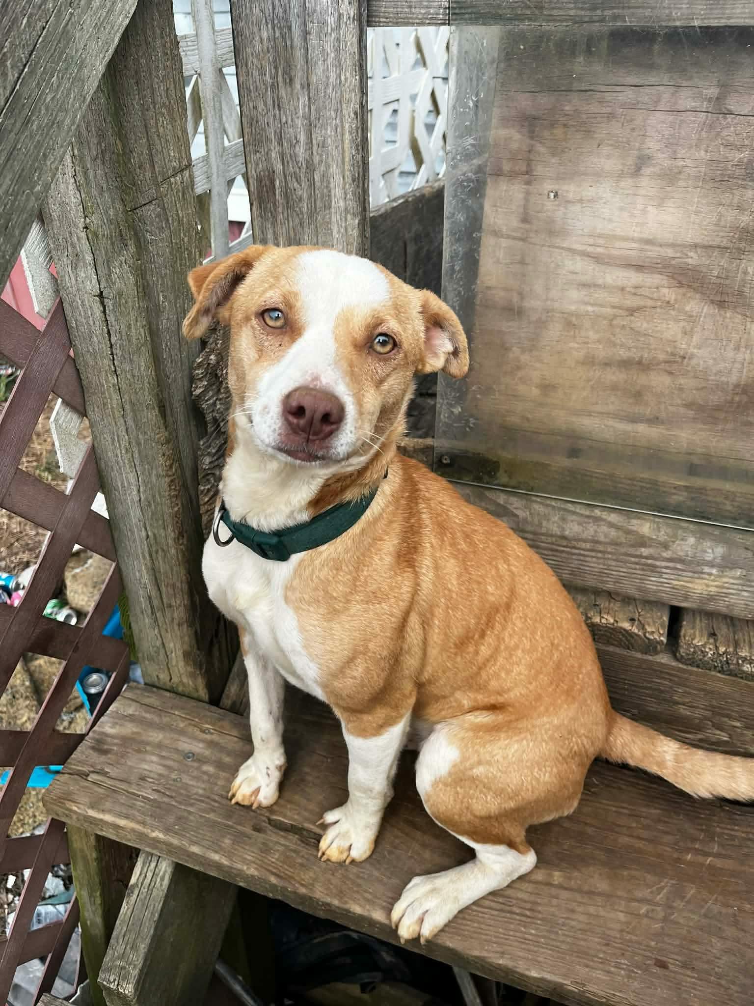 Baby Peaches, ADOPTABLE, Young Female Mixed Breed.