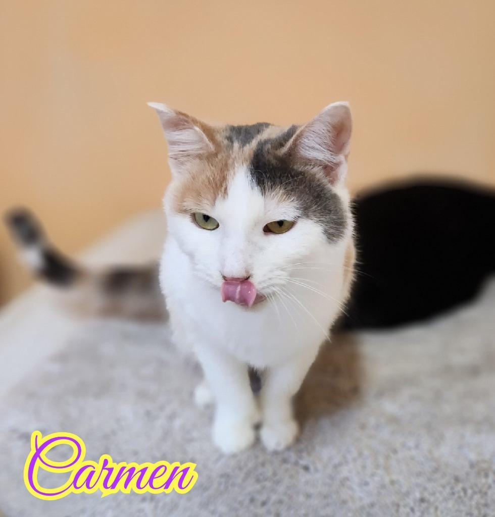 Carmen, Adoptable, Adult Female Domestic Short Hair.
