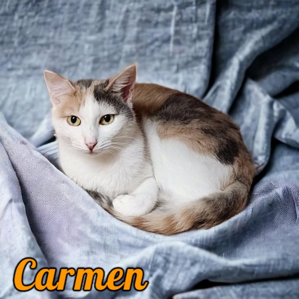 Enlarge Carmen, a Adoptable mixed breed in Port Clinton, OH image 2/6