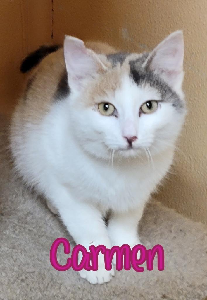 Enlarge Carmen, a Adoptable mixed breed in Port Clinton, OH image 1/6
