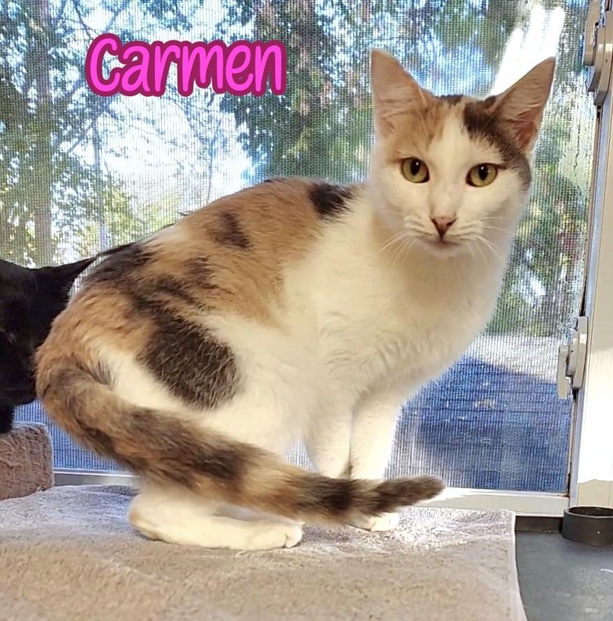 Enlarge Carmen, a Adoptable mixed breed in Port Clinton, OH image 3/6