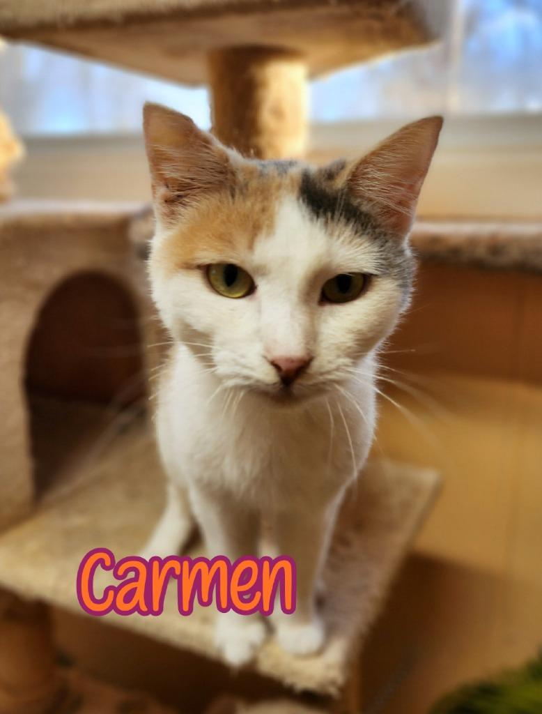 Enlarge Carmen, a Adoptable mixed breed in Port Clinton, OH image 2/6