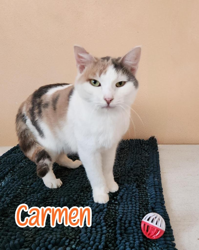 Enlarge Carmen, a Adoptable mixed breed in Port Clinton, OH image 3/6